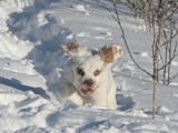 2-15-2013 Gus (7)
