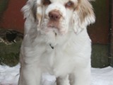 2-6-2013 gus (2)
