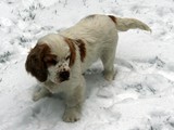 2014-11-14 puppies (8)
