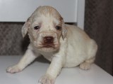 2019-02-04 frozen litter (43)