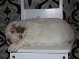 2019-02-04 legacy boys sully (2)