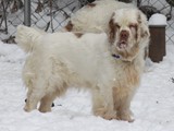 2019-02-06 chequamegon daisy (2)