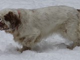 2019-02-07 chequamegon jessie (4)