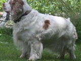 2019-07-15 clumber leelu (4)