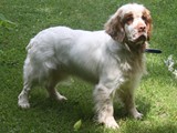 2019-07-15 clumber mazey (8)