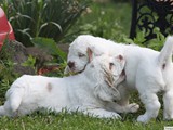 5262017_clumber_pups_4