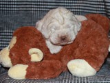 silver litter 10-1018 (113)